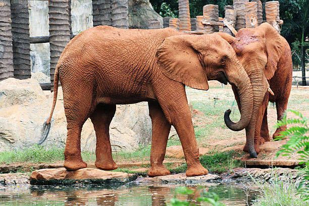 istock Couple  African elephants 471449537