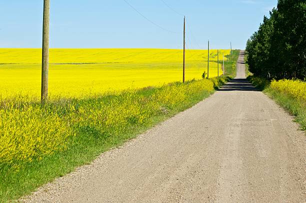istock gravel road in canola 471449657