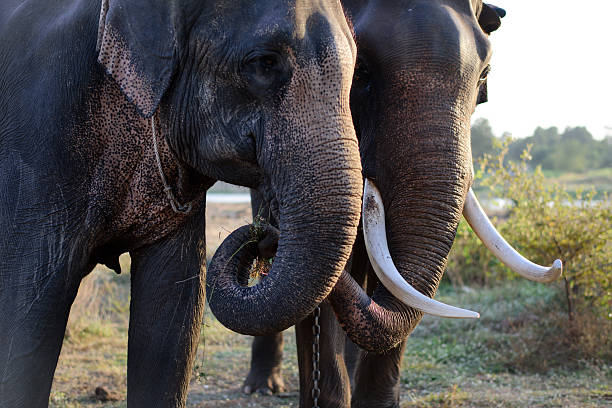 istock Close up of an Asian elephants tusks in Surin, Thailand 471449708