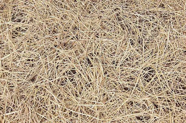 Dried straw placed over soil for agriculture