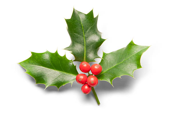 istock Three holy leaves with red berries on white background 471450443