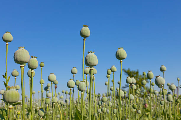 Opium poppys Papaver somniferum - Slaapbol against blue sky background. opium poppy stock pictures, royalty-free photos & images