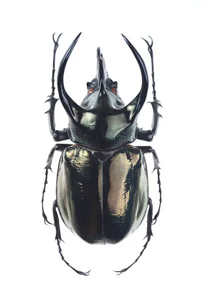 Photo of Big horned beetle(Chalcosoma atlas)