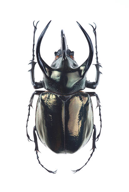 крупный рогатый жук (chalcosoma atlas) - жук олень фотографии стоковые фото и изображения