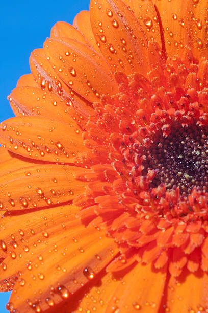 istock close-up of an orange gerbera daisy 471450781