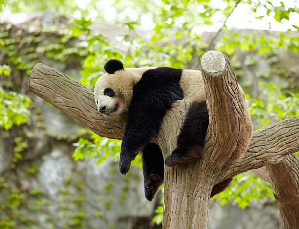 istock Giant panda baby over the tree 471450999