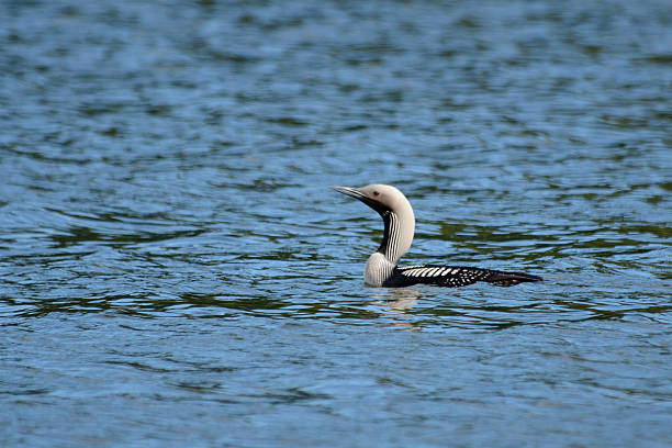 Black-throated Diver (Gavia arctica) Black-throated Diver. arctic loon stock pictures, royalty-free photos & images