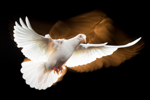White Dove on black background with wing pattern traces