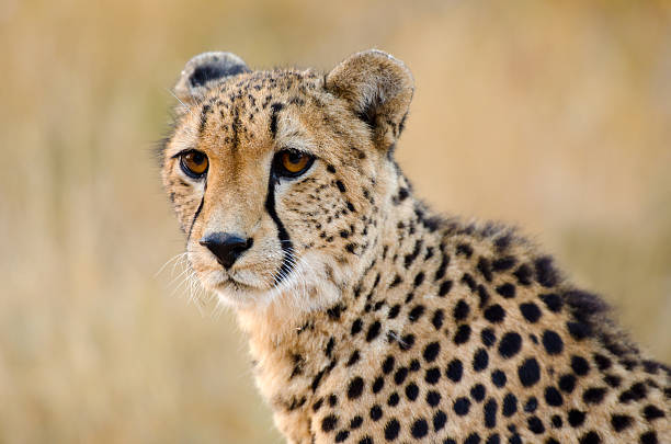 istock Cheetah Head shot - South Africa 471452593