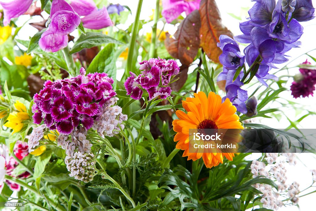 Bouquet de fleurs sauvages - Photo de Aconit libre de droits