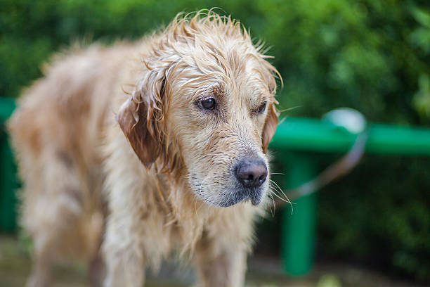 istock Golden retriever dog 471453142