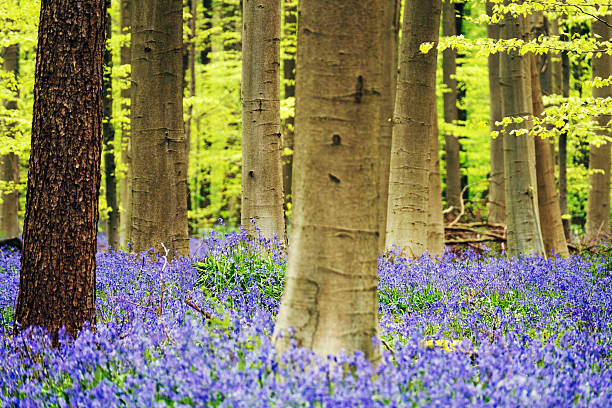 istock Blooming bluebells in the beech forest in springtime 471453206