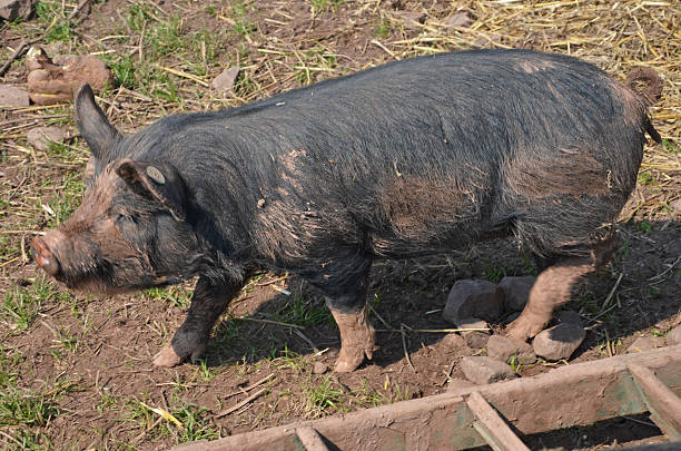 Berkshire pig a berkshire pig on a farm, the breed is rare and vulnerable berkshire pig stock pictures, royalty-free photos & images