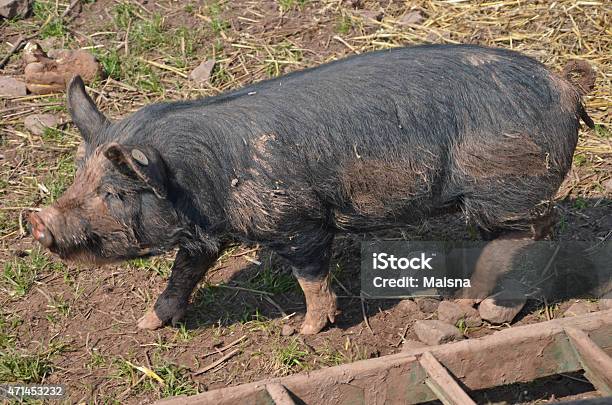 Berkshire Pig Stock Photo - Download Image Now - Berkshire - England, Pig, 2015