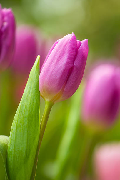 istock spring Flowers bunch. Beautiful purple tulips bouquet. 471453306