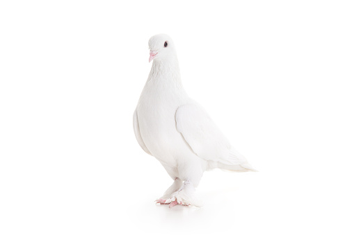 White pigeon, blurred motion