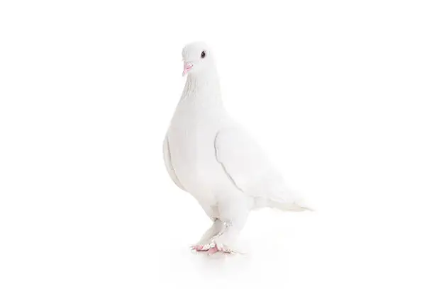 Photo of White pigeon