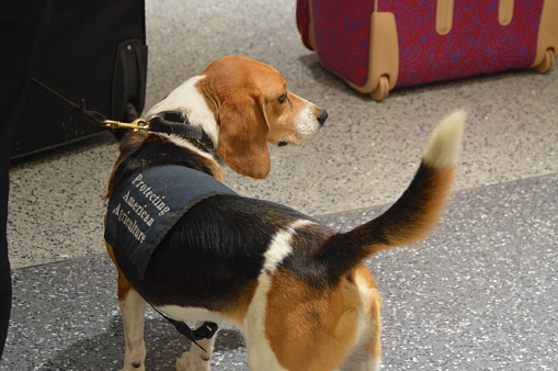 Houston Airport, USA - August 05, 2012: A sniffer dog working for the United States Customs and Border Protection. These dogs look the smell of fruit, vegetables and meat being imported into the US in passengers luggage. The beagle pictured is in the arrivals hall near the baggage reclaim belt and is checking carry on bags while the passengers wait for their hold luggage. 