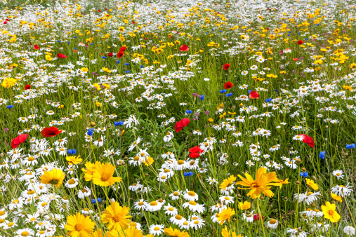 A field of varied colorful wildflowers. Canon 5D MarkII