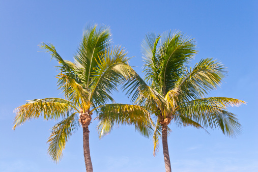 Two blooming Florida palm trees isolated against blue sky.