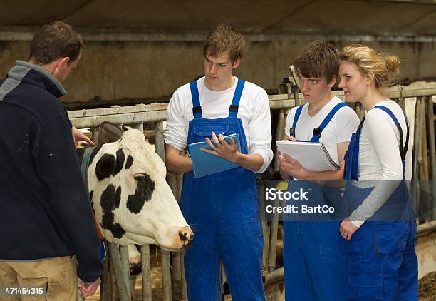 Jungen Trainees Am Cattle Farm Stockfoto und mehr Bilder von Landwirtschaft - Landwirtschaft, Bauernberuf, Teenager-Alter