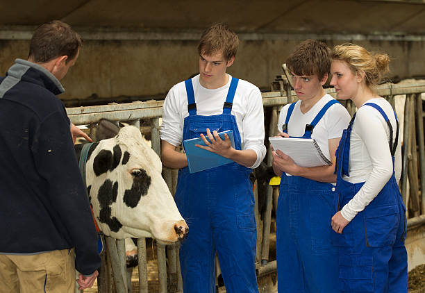 молодые стажеров на руководящие должности в скот ферма - school farm стоковые фото и изображения