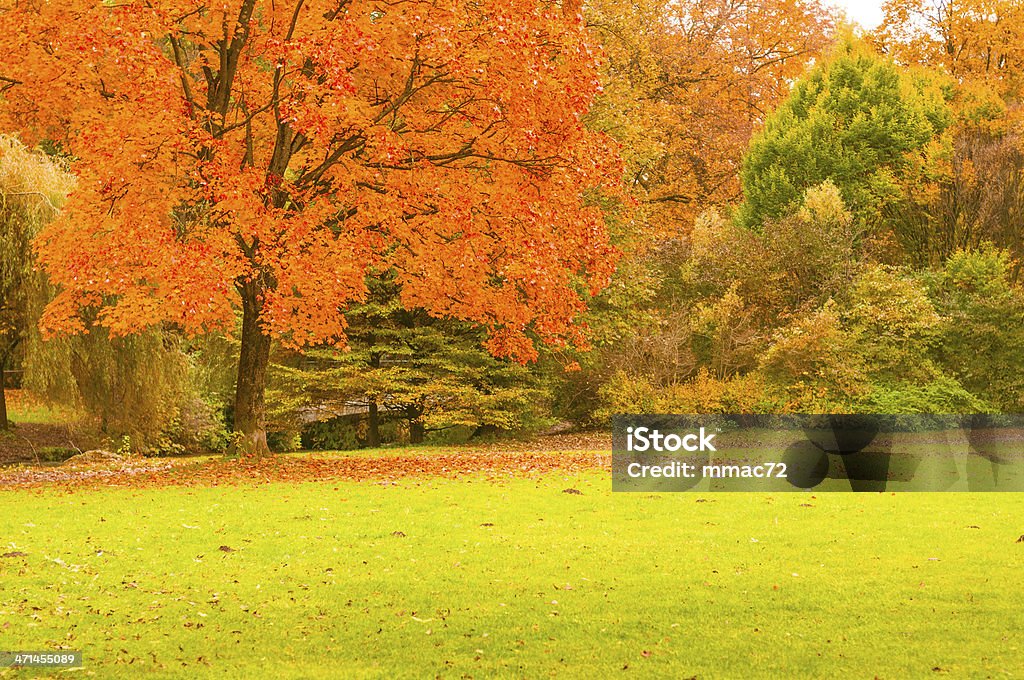 Herbst-Park - Lizenzfrei Ast - Pflanzenbestandteil Stock-Foto