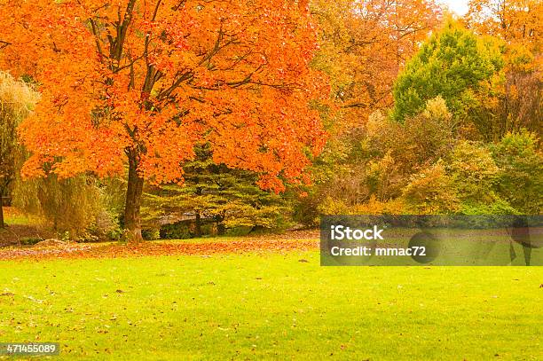 Herbstpark Stockfoto und mehr Bilder von Ast - Pflanzenbestandteil - Ast - Pflanzenbestandteil, Baum, Blatt - Pflanzenbestandteile