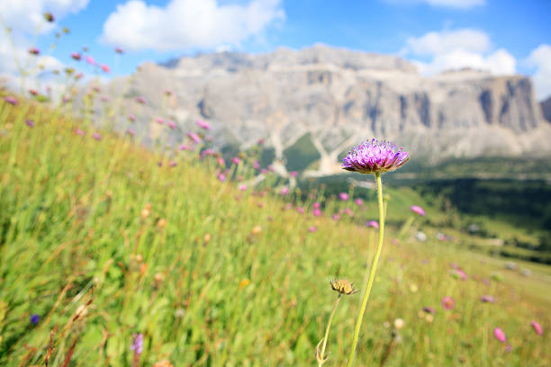 istock Wild flower at Sella Group in the Dolomites 471455271