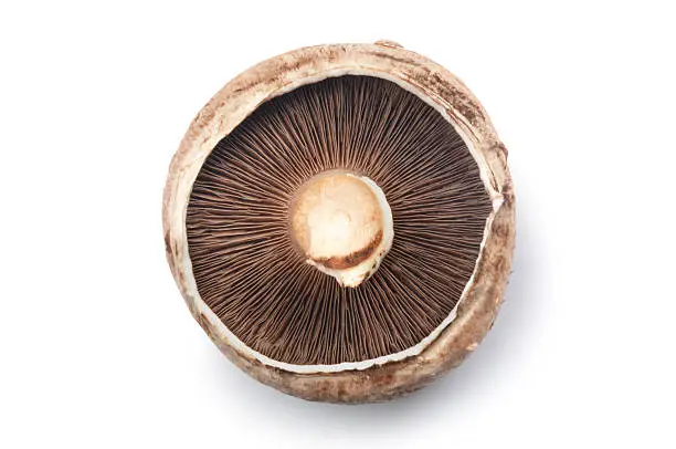 Overhead view of a portobello mushroom isolated on white.