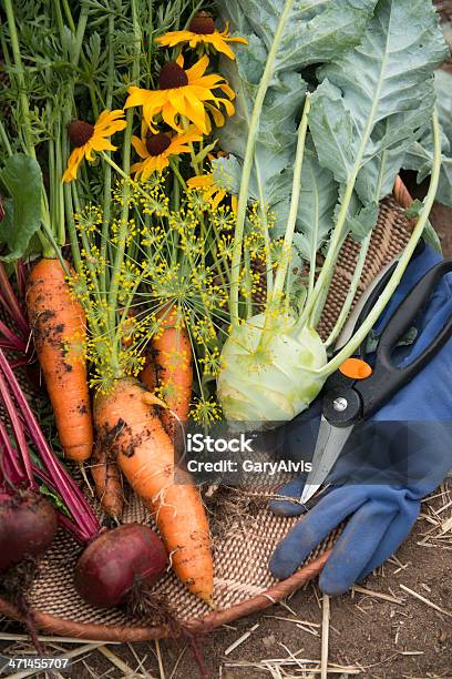 野菜ハーヴェスト - アブラナ科のストックフォトや画像を多数ご用意 - アブラナ科, ガーデニング, コールラビ