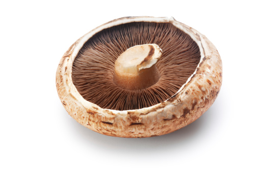 Single portobello mushroom isolated on white.