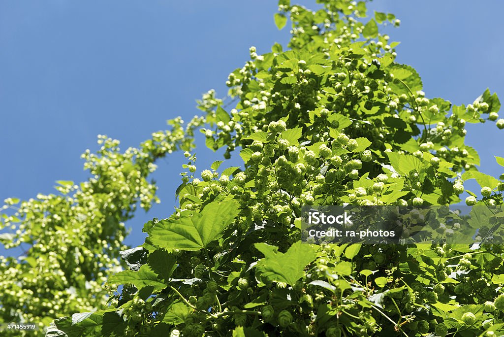 Hop - Lizenzfrei Hopfen Stock-Foto