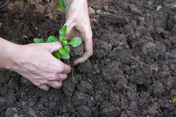 istock planting seedlings hands girl 471456004