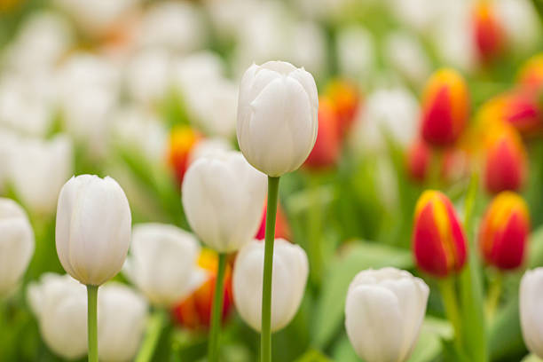 istock spring Flowers bunch. Beautiful white tulips bouquet. 471456062
