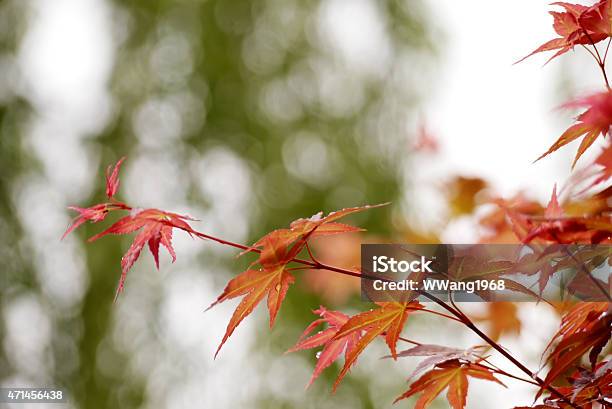 Japanese Maple Leaf Stock Photo - Download Image Now - 2015, Backgrounds, Cycle - Concept