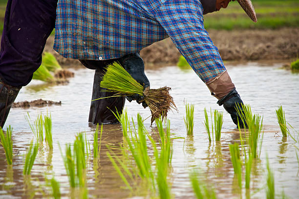 istock Farmers working planting rice in the paddy field 471456673
