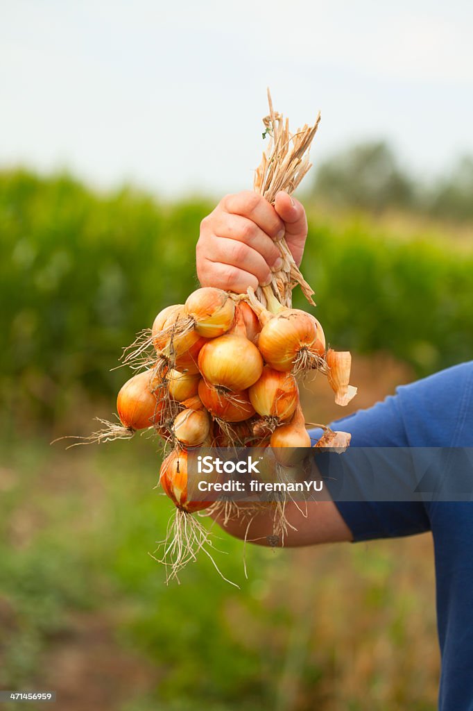 Oignon - Photo de Agriculteur libre de droits