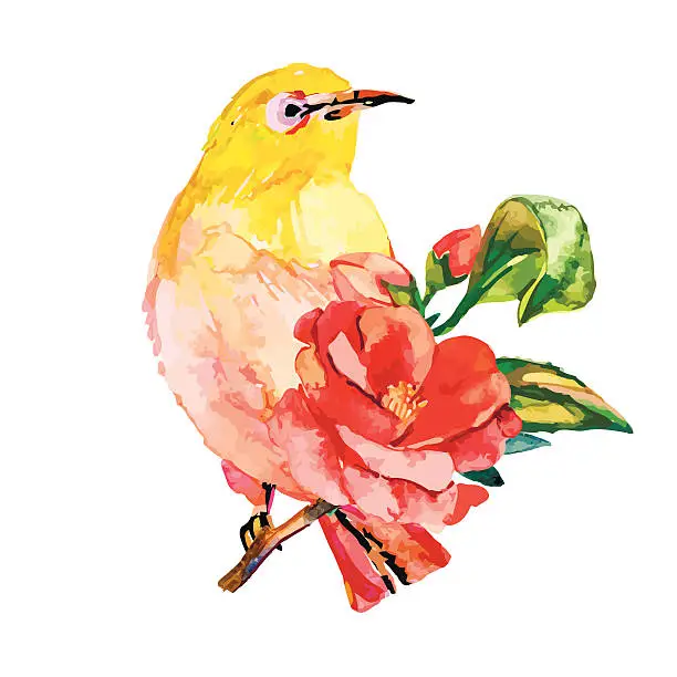 Vector illustration of White-eye bird watercolor isolated on a white background