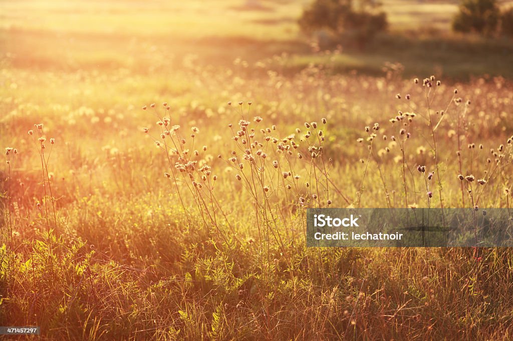Indian summer meadow Autumn colored meadow, sunlit withered daisy flowers Abstract Stock Photo