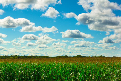 Billowy Clouds Over Green Corn Field