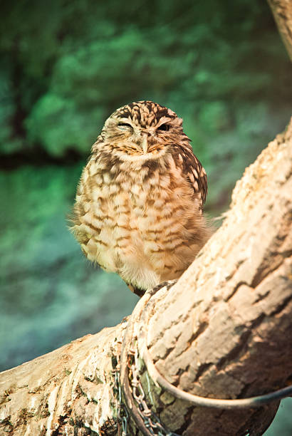 istock Tired burrowing owl with big eyes staring at the camera 471458027