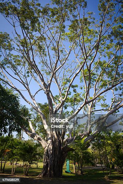 Stare Drzewo - zdjęcia stockowe i więcej obrazów Drewno - Tworzywo - Drewno - Tworzywo, Drzewo, Fotografika