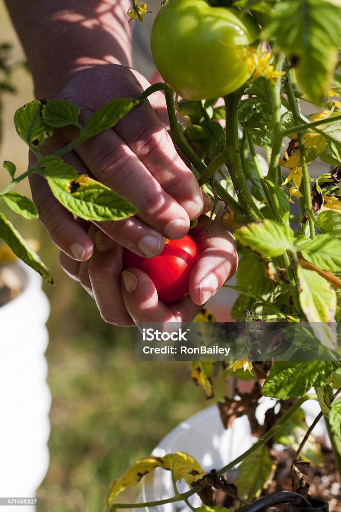 Wybór Czerwony pomidor - Zbiór zdjęć royalty-free (Gleba)