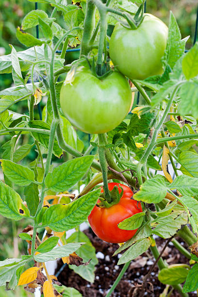 tomate vermelho e verde em um balde jardim - duvall - fotografias e filmes do acervo