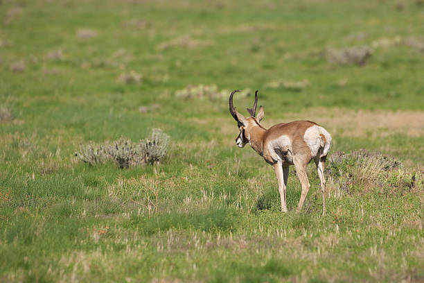 istock Pronghorn Antelope Buck 471458803