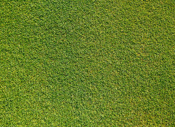 istock Background of Green Grass XXL 471459141