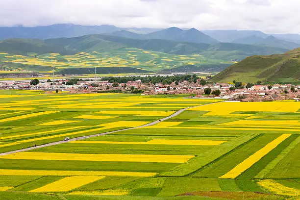 rural landscape - green wheat and yellow rape field.