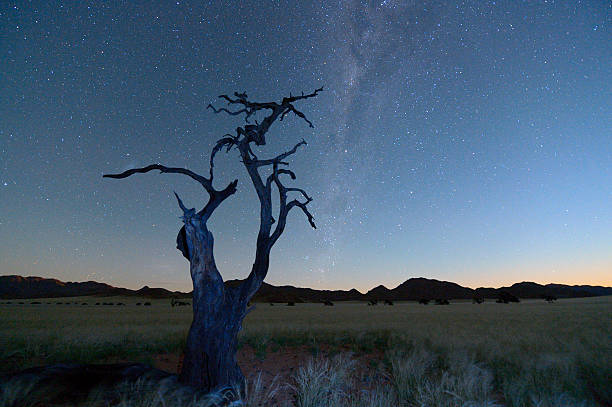 istock Dead tree at night and the Milky Way 471459287