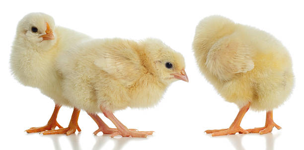 istock Three new born baby chicks standing close 471459331